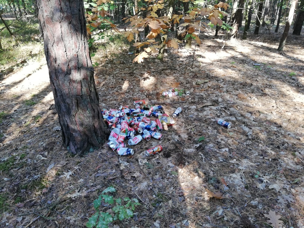 Grzybów nie ma, ale... 