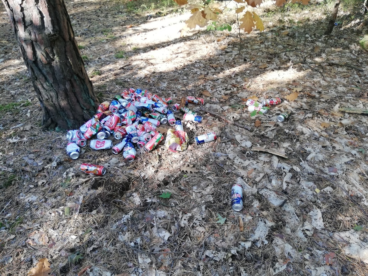 Grzybów nie ma, ale... 