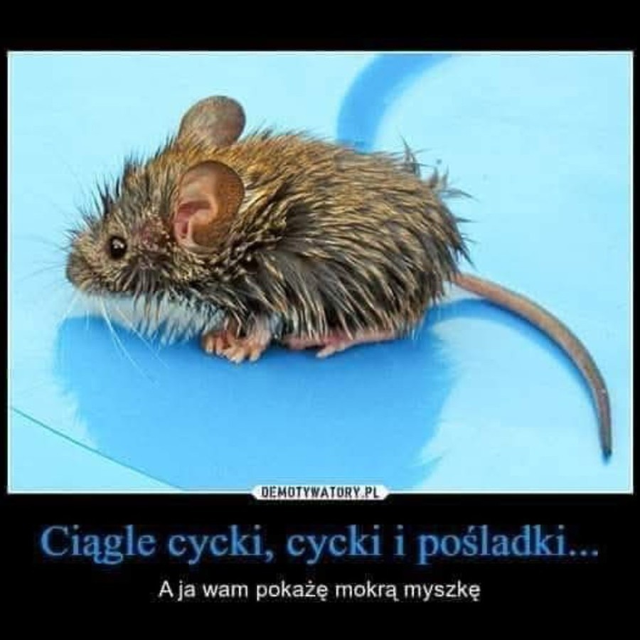 Krejzolka