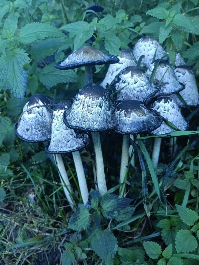 Zbieracie? 
