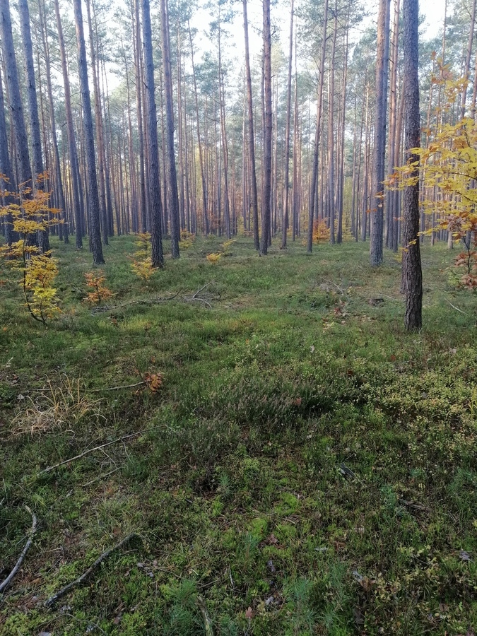 Sprawa jest 