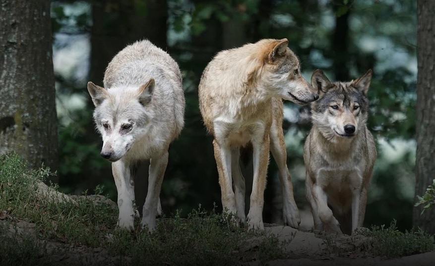 Wilki są niesamowite  