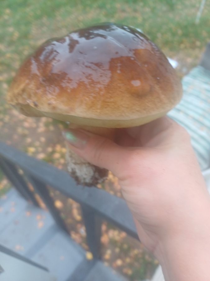 Pytanie