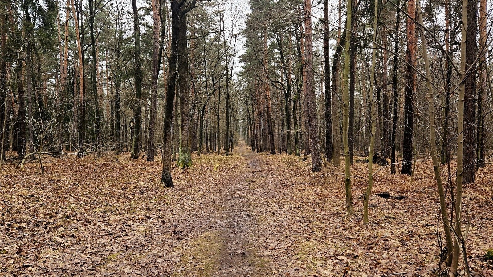 Las, świeże powietrze, cisza, spokój i niska temperatura 😀