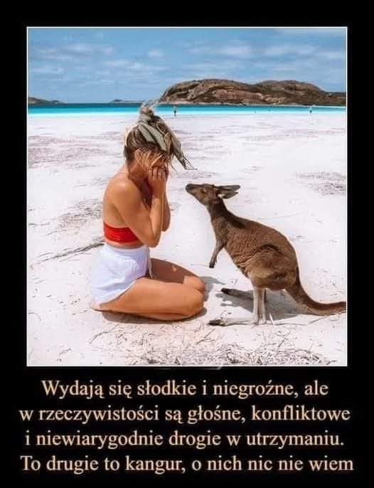 Coś w tym jest czy, 